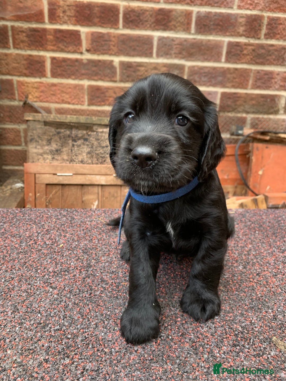 Cocker Spaniel dogs for sale: cocker spaniel pups ready for reserve - Image 6