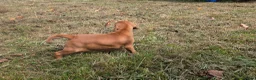 Hungarian Vizsla dogs for sale: Dual Purpose Hungarian Vizsla Bitch Puppies - Advert 15