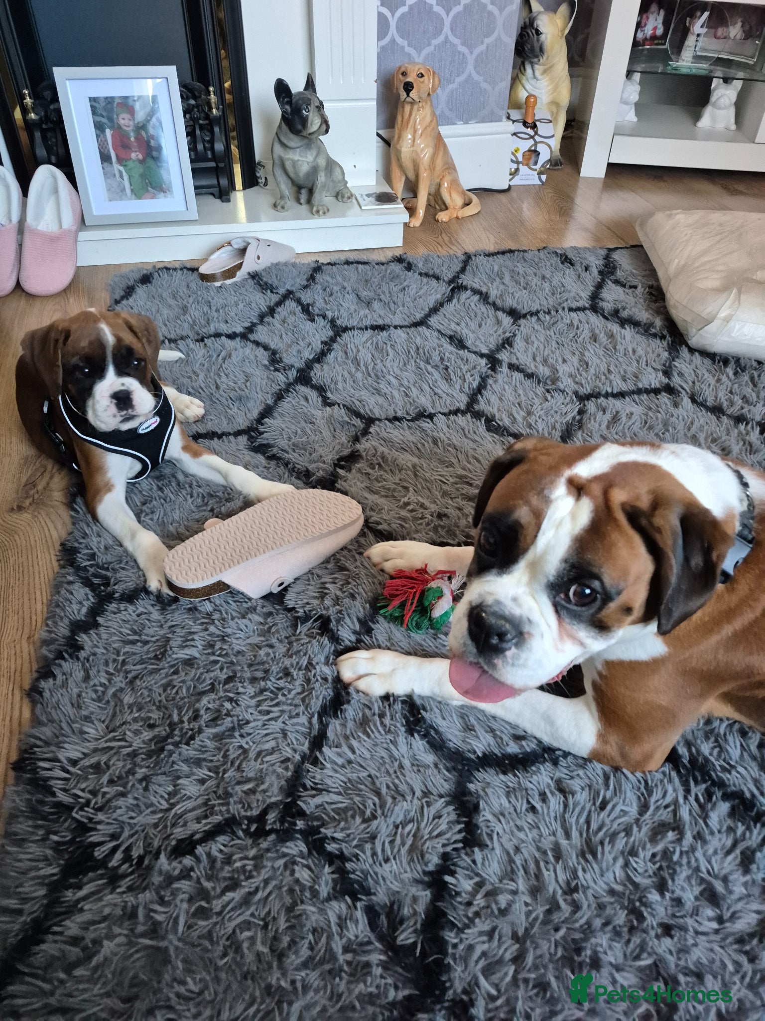 Boxer dogs Our amazing  kiki  - Advert 1