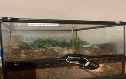 Tarantulas invertebrates for sale: Tarantula’s + scorpion for sale  - Advert 10