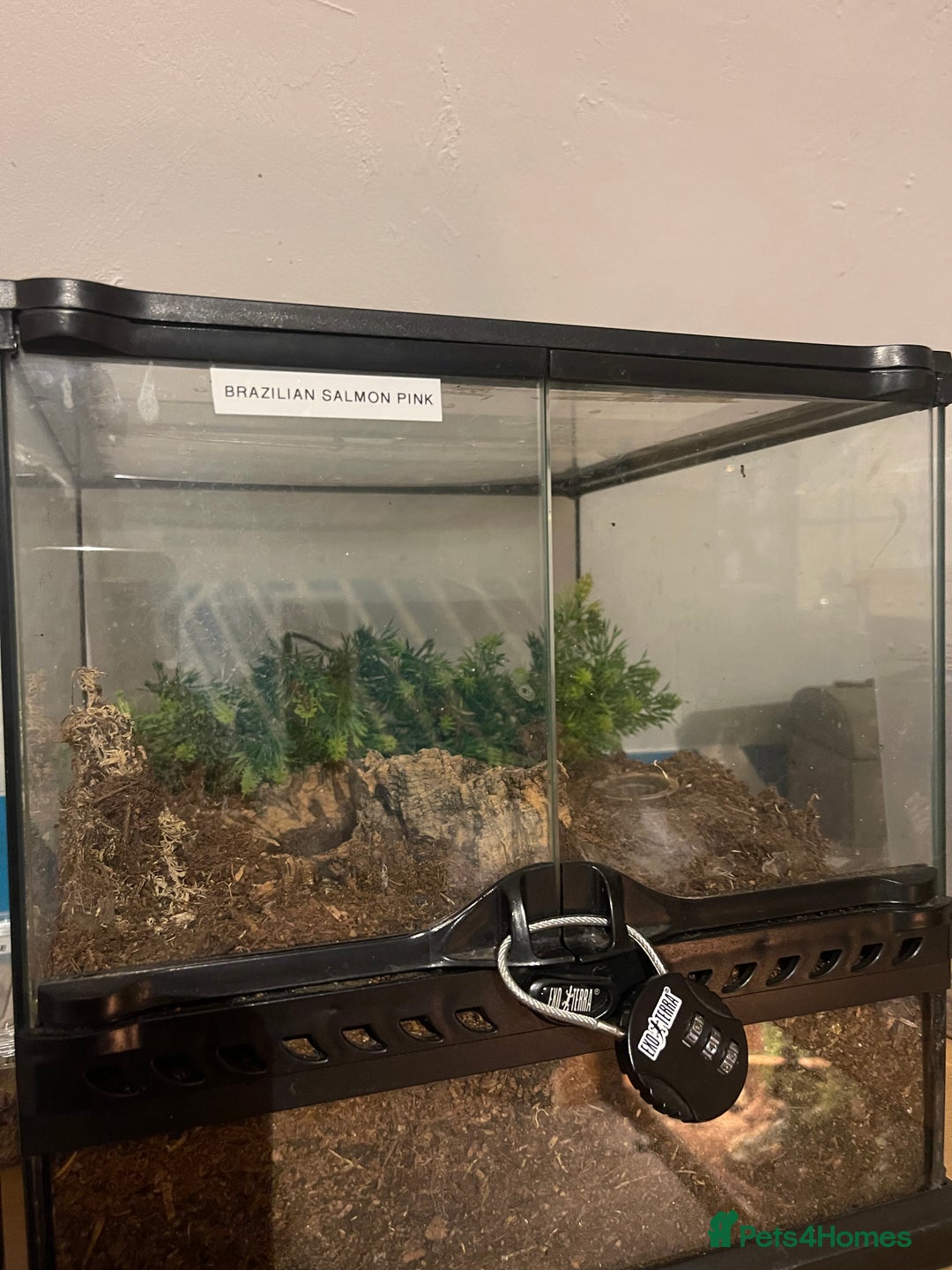 Tarantulas invertebrates for sale: Tarantula’s + scorpion for sale  - Advert 10