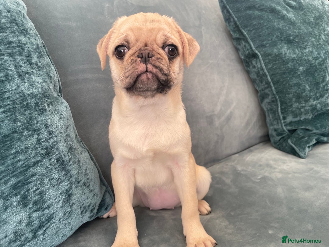 Pug dogs for sale: Pug Puppies  - Image 8