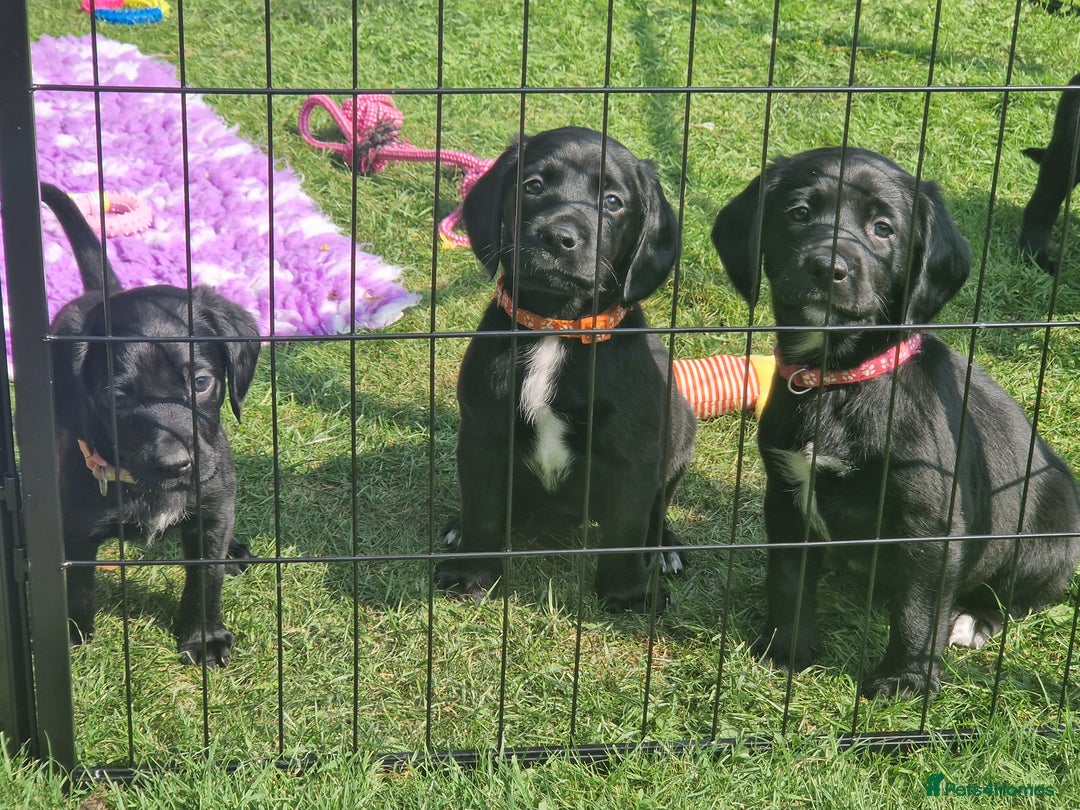 Springador dogs for sale: 💥FULL HEALTH TESTED BLACK SPRINGERDORS FOR SALE💥 in Market Drayton - Image 20