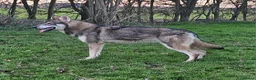 Northern Inuit dogs for sale: Tamaskan Puppies - Advert 10