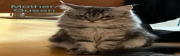 Maine Coon cats for sale: Main coon kittens blue smoke/grey silver tabby’s - Advert 11