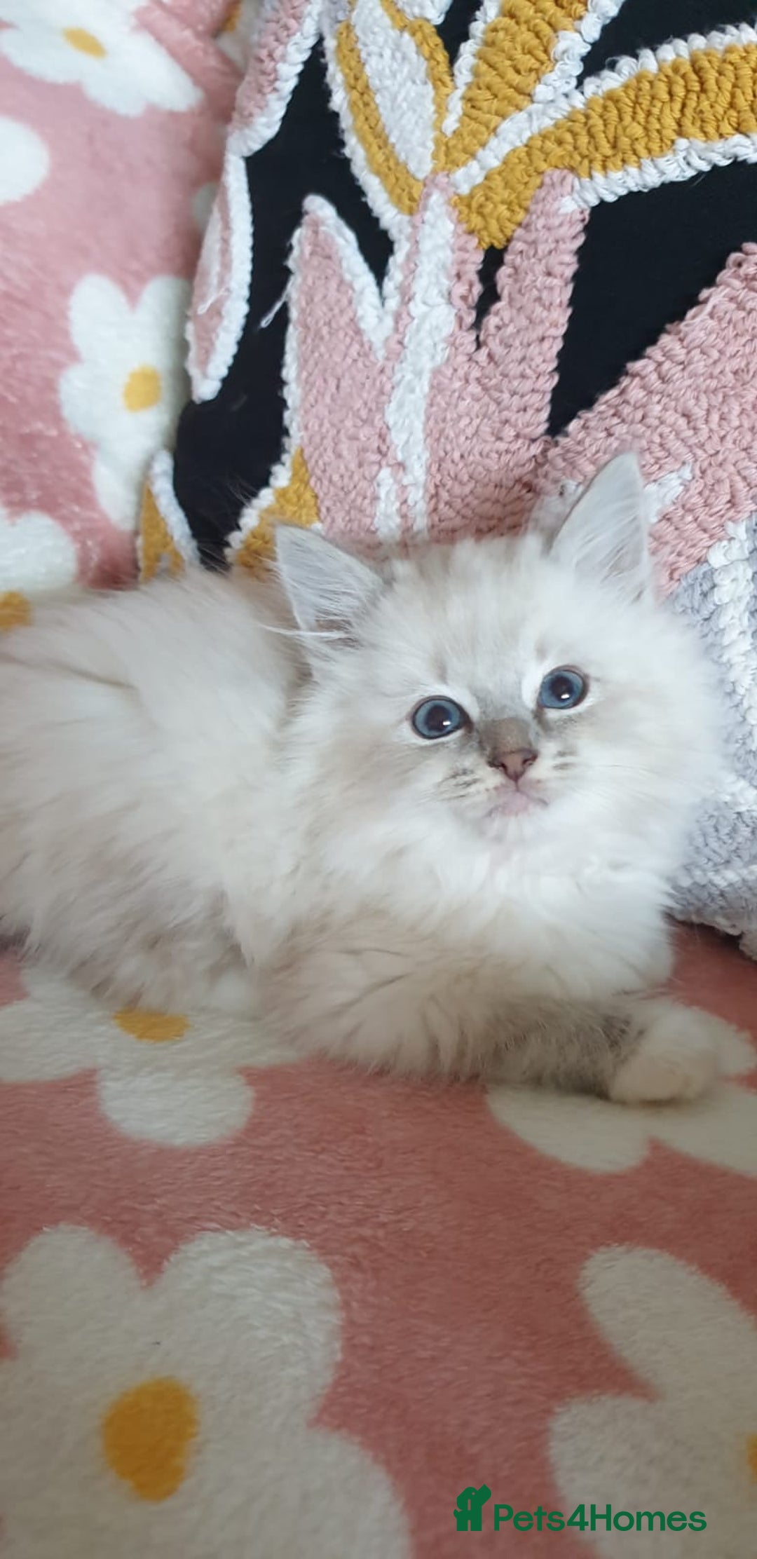 Ragdoll cats for sale: Absolutely Stunning GCCF Registered Kittens. - Advert 14