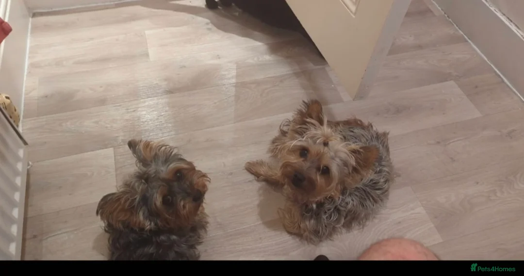 Yorkshire Terrier dogs for sale: 2 boy and 1 girl - Advert 1