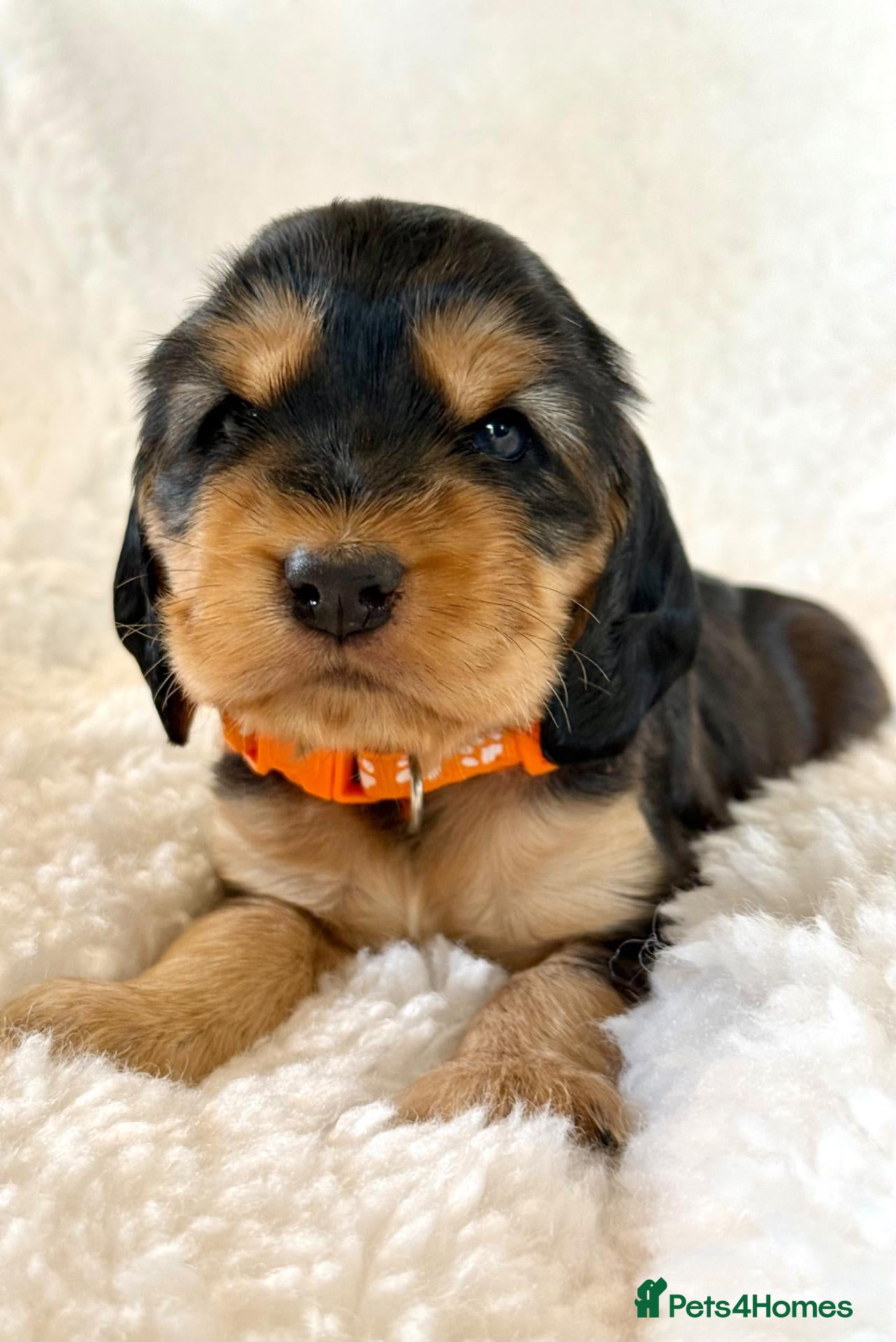 Cocker Spaniel dogs Fully Health Tested Showline Cocker Spaniel Pups - Advert 2