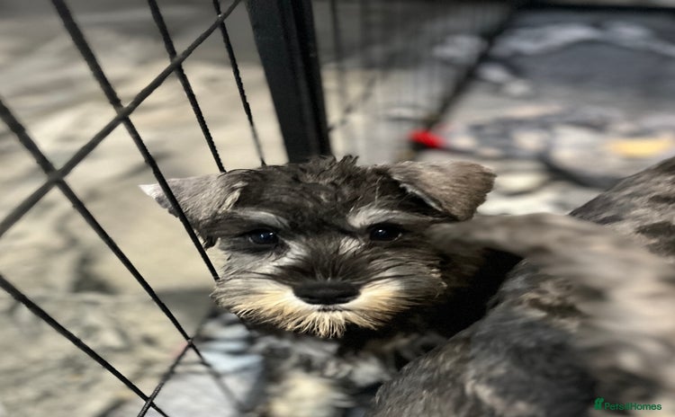 Miniature Schnauzer dogs - Advert 2