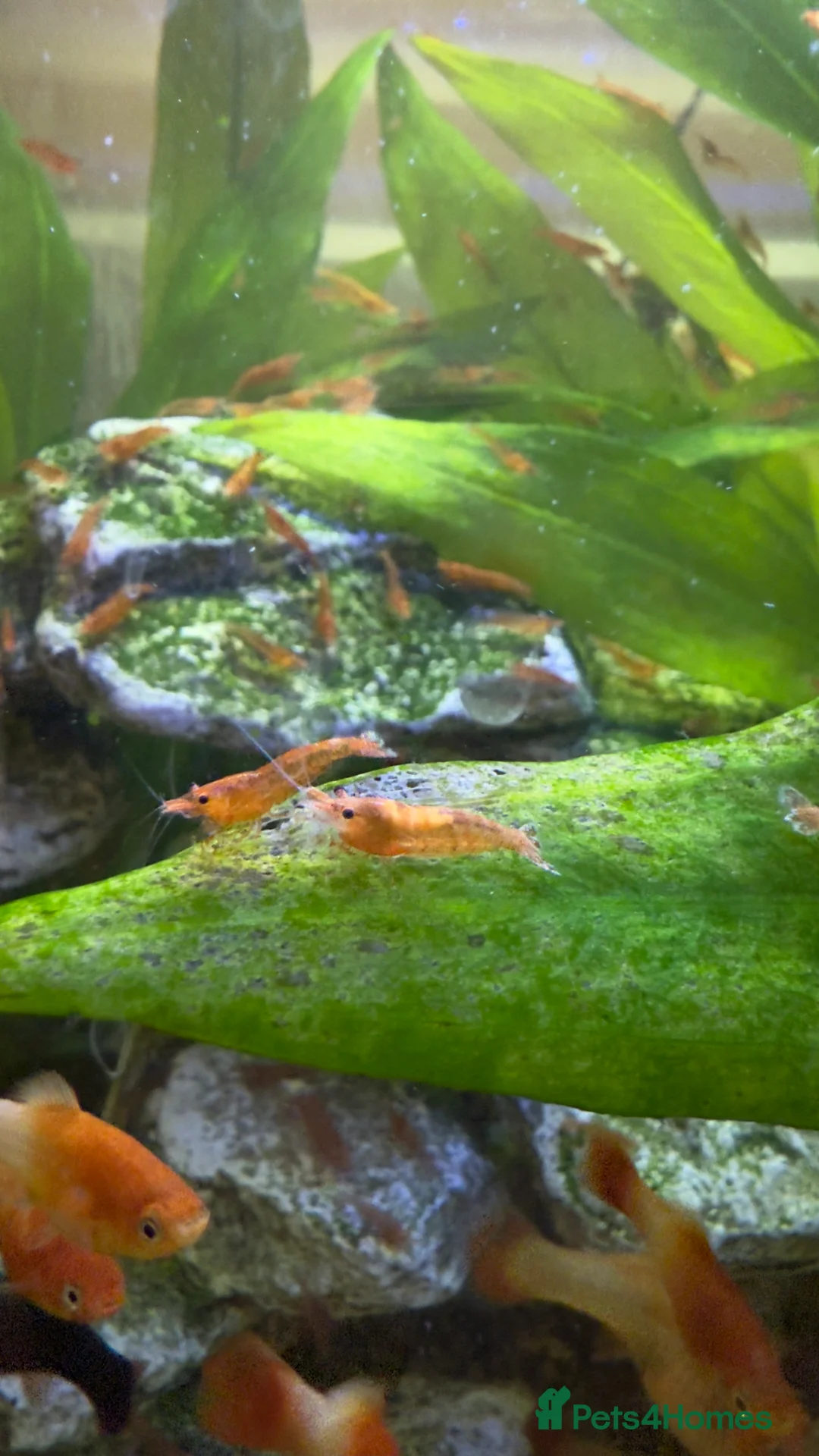 Shrimps fish for sale: Cherry shrimps for sale  - Advert 3