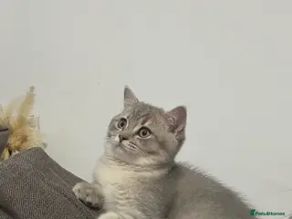 British Shorthair cats LAST ONE TICA REGISTERED BritishShort Hair Kitten - Advert 15