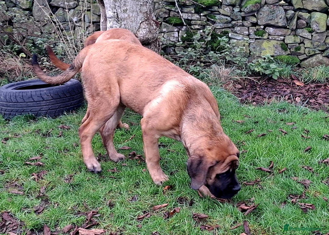 Mastiff dogs for sale: KC registered English Mastiff girls  - Advert 15