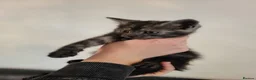 Maine Coon cats for sale: Gorgeous litter of 5 Maine Coon x kittens - Advert 5