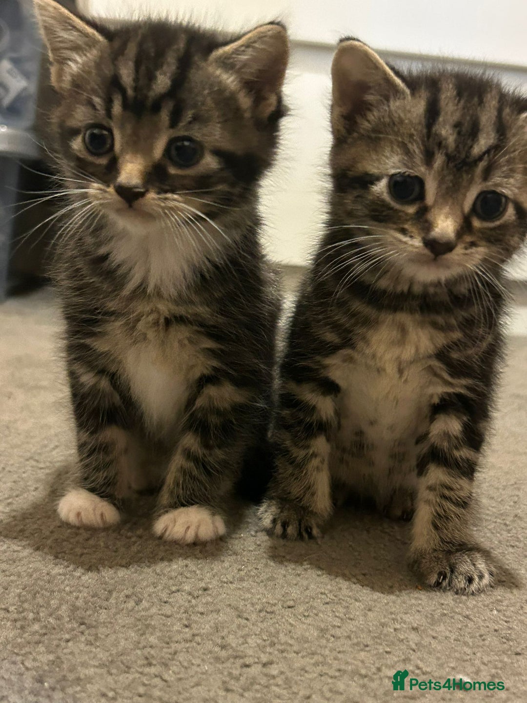 Mixed Breed cats for sale: 3 little kittens! - Advert 1