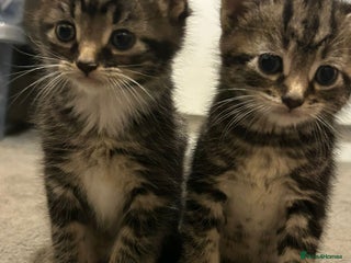 Mixed Breed cats 3 little kittens! - Advert 5