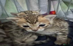Savannah cats for sale: Stunning Savannah Kittens - Image 32