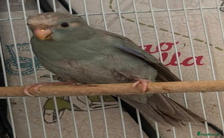 Parakeets birds - Advert 8