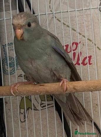 Parakeets birds - Advert 8