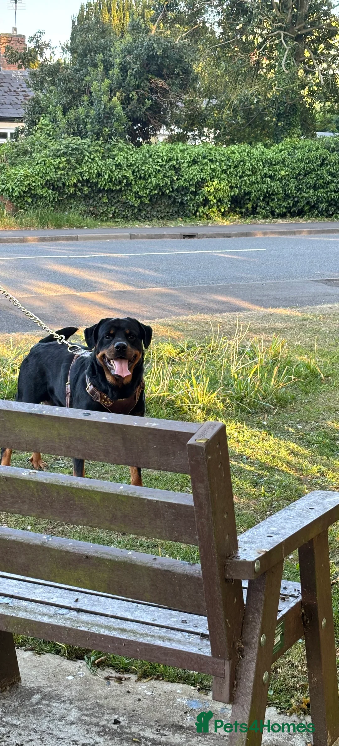 Rottweiler dogs for sale: Rottweiller puppy’s for sale  in Spilsby - Advert 3