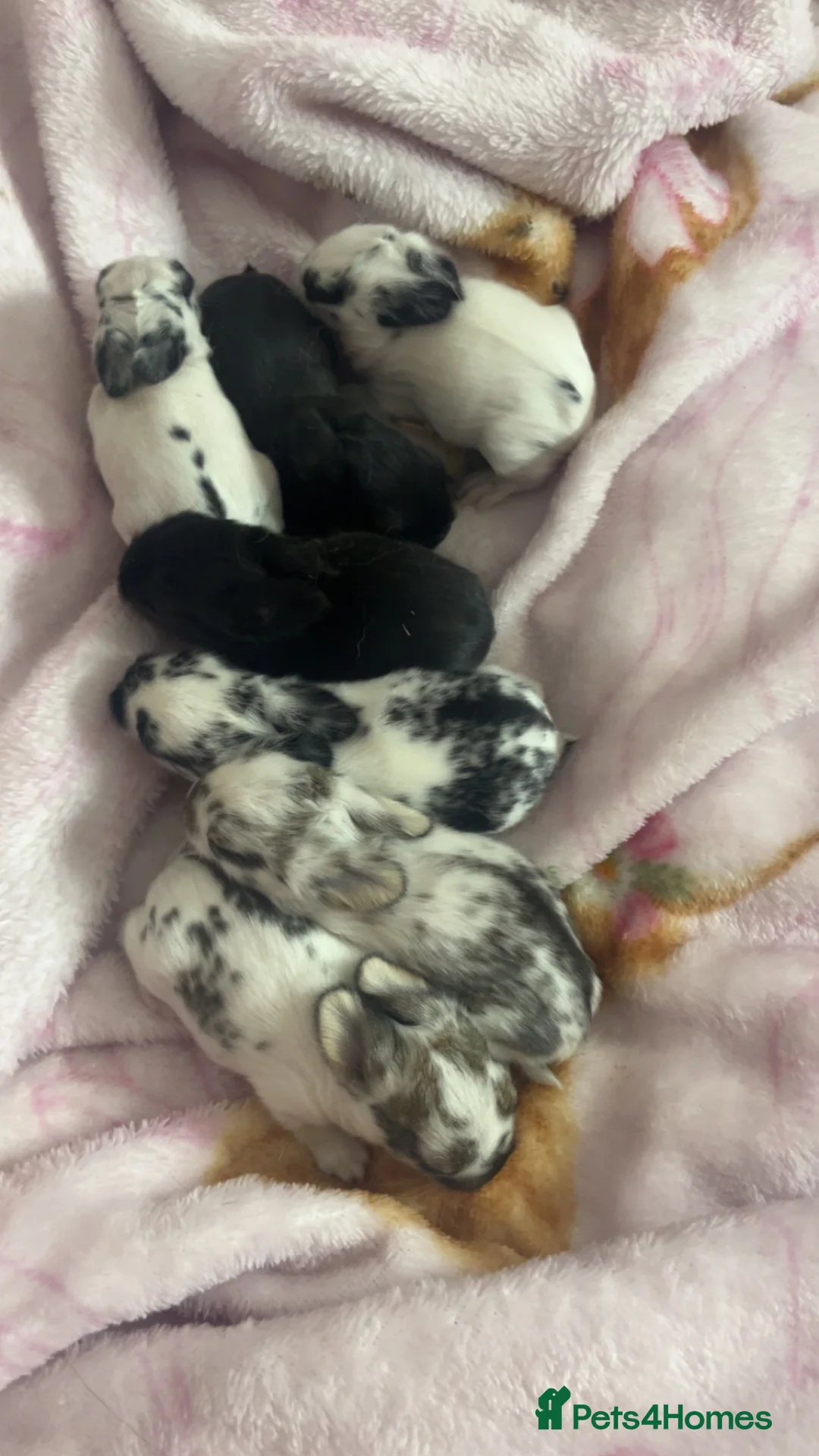 Mixed Breed rabbits for sale: Baby Rabbits For Sale in Barnsley - Advert 1