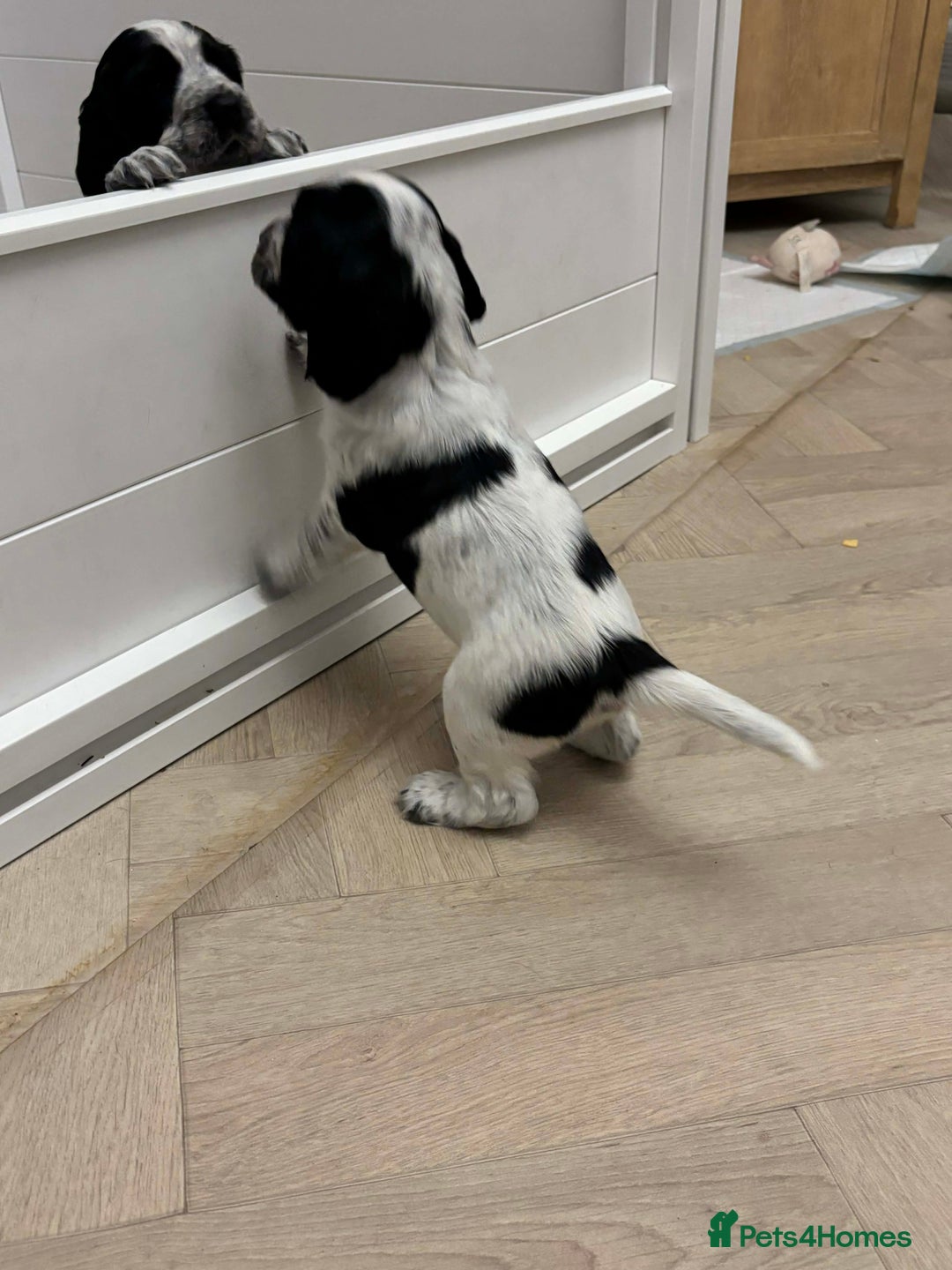 Sprocker dogs for sale: Adorable F1 Sprocker Spaniel Babies.  - Advert 3