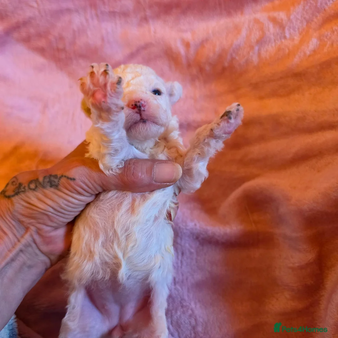 Toy Poodle dogs for sale: 🐩 Gorgeous Toy Poodle pups 🐩  - Advert 14