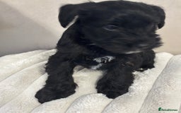 Miniature Schnauzer dogs for sale: Miniature Schnauzer puppies KC Reg - Image 14