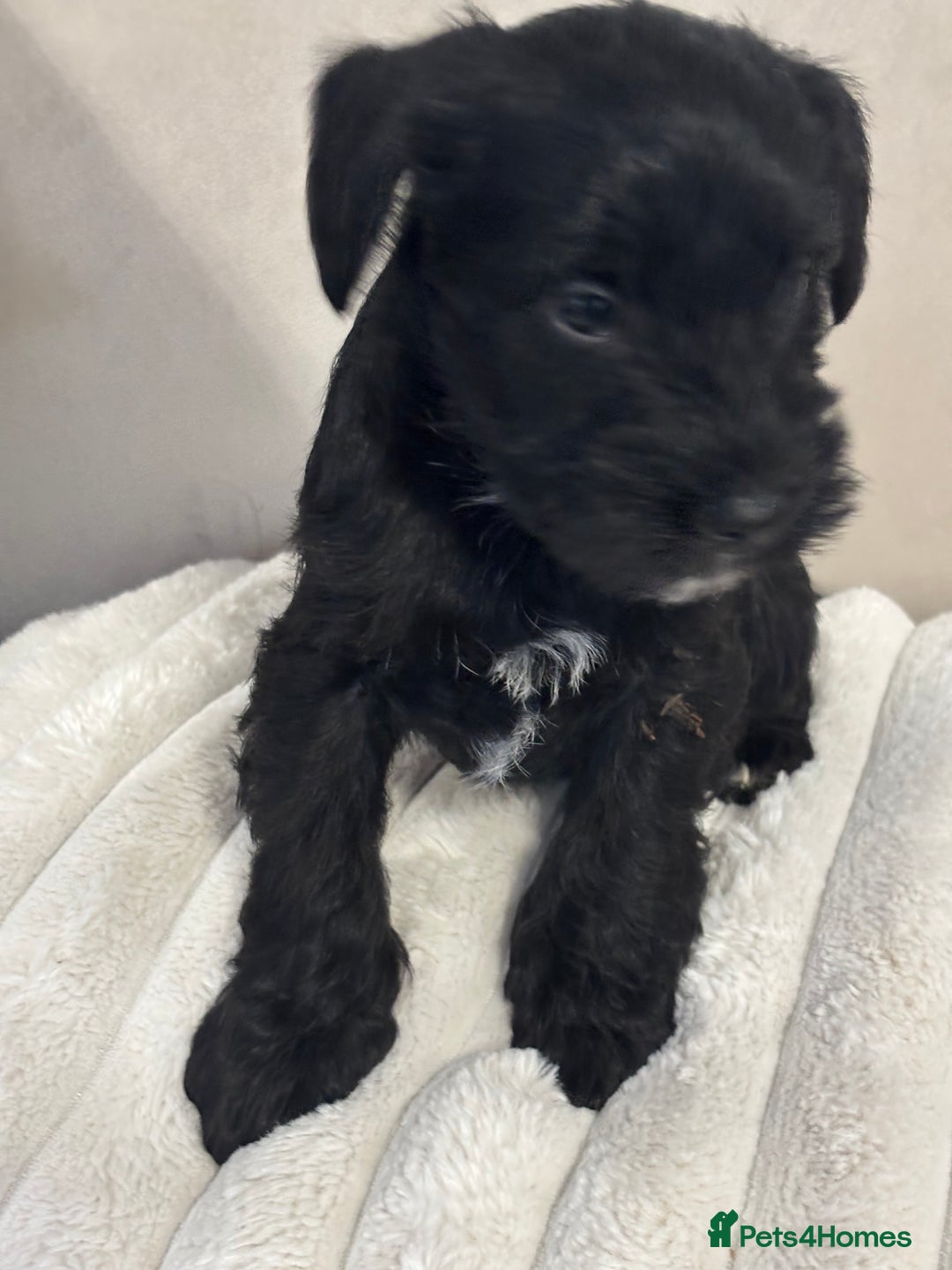 Miniature Schnauzer dogs for sale: Miniature Schnauzer puppies KC Reg - Image 14