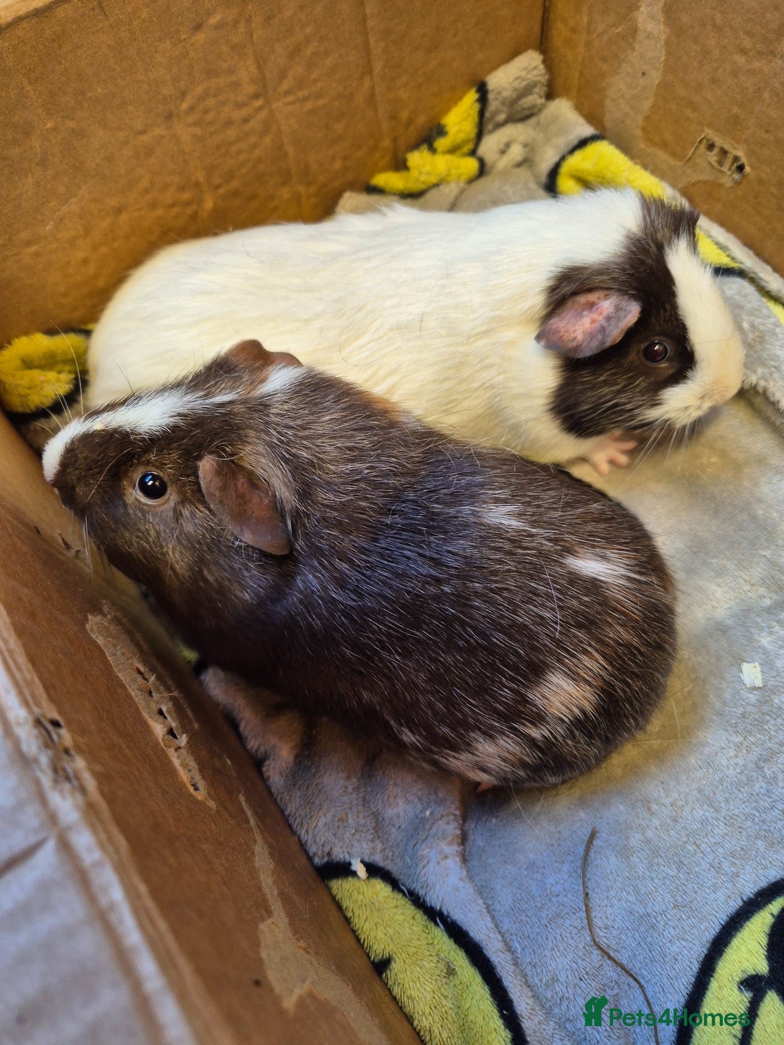 Guinea Pig rodents Pair of Baby Female Guinea Pigs For Sale  - Advert 14