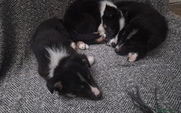 Border Collie dogs for sale: Stunning little litter of border collies  - Image 2