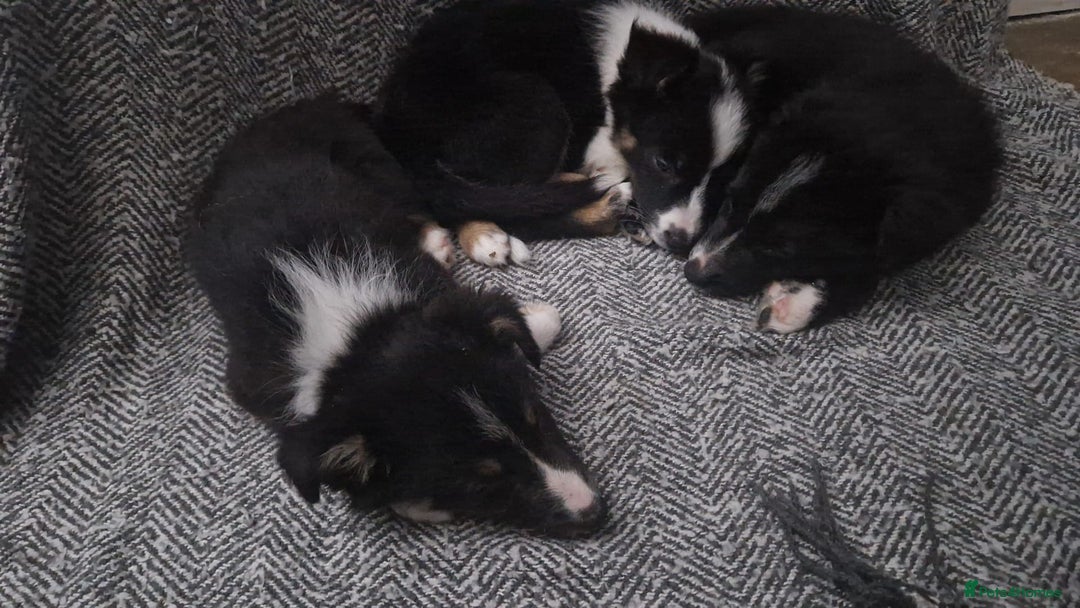 Border Collie dogs for sale: Stunning little litter of border collies  - Image 2