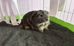 Guinea Pig rodents for sale: Baby male guinea pig - Image 2