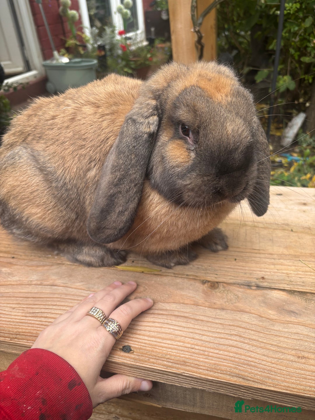 French Lop rabbits for sale: French lops  - Image 1