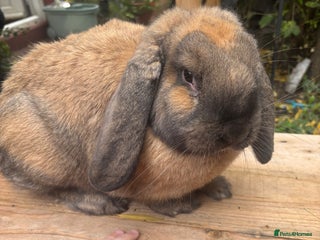 French Lop rabbits for sale - Advert 1