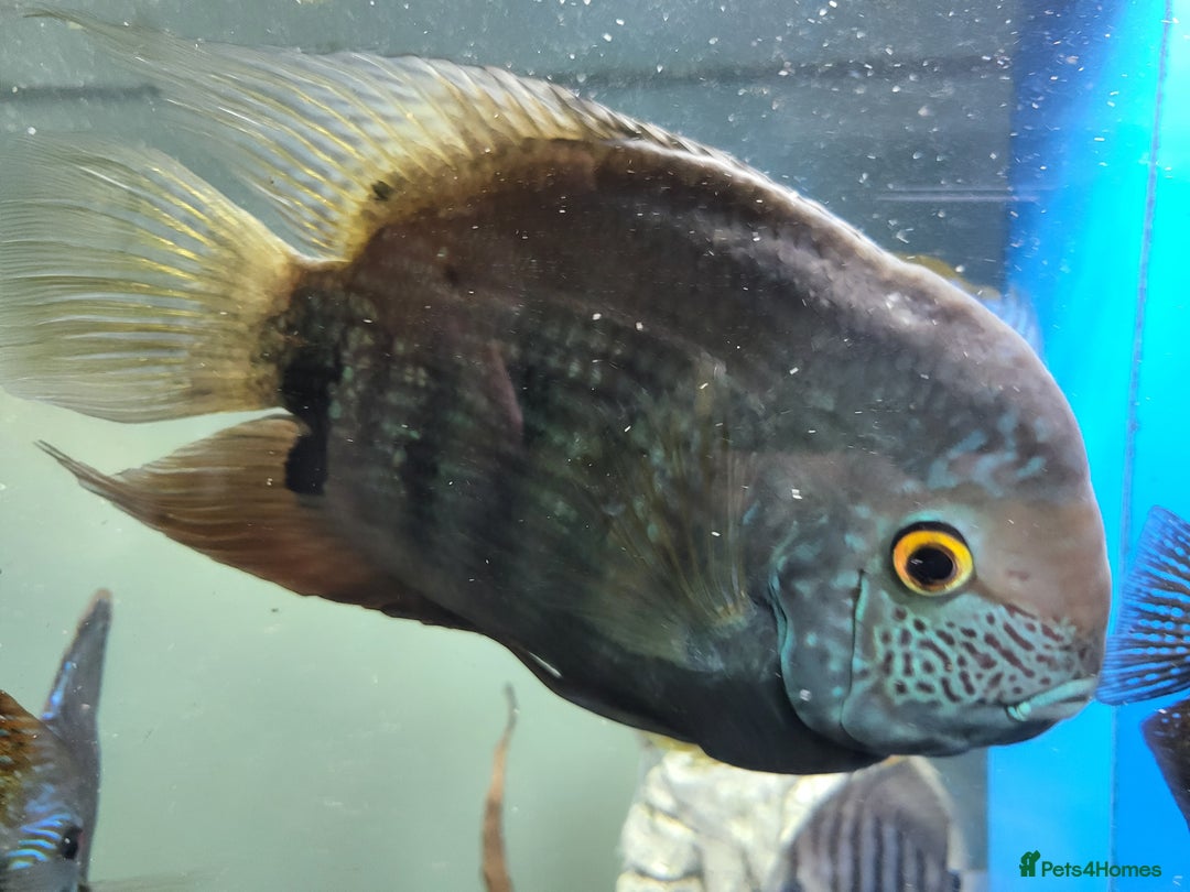 Cichlids fish for sale: 3 severum fish - Advert 3