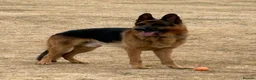 German Shepherd dogs for sale: GERMAN SHEPHERD DOG. - Advert 5
