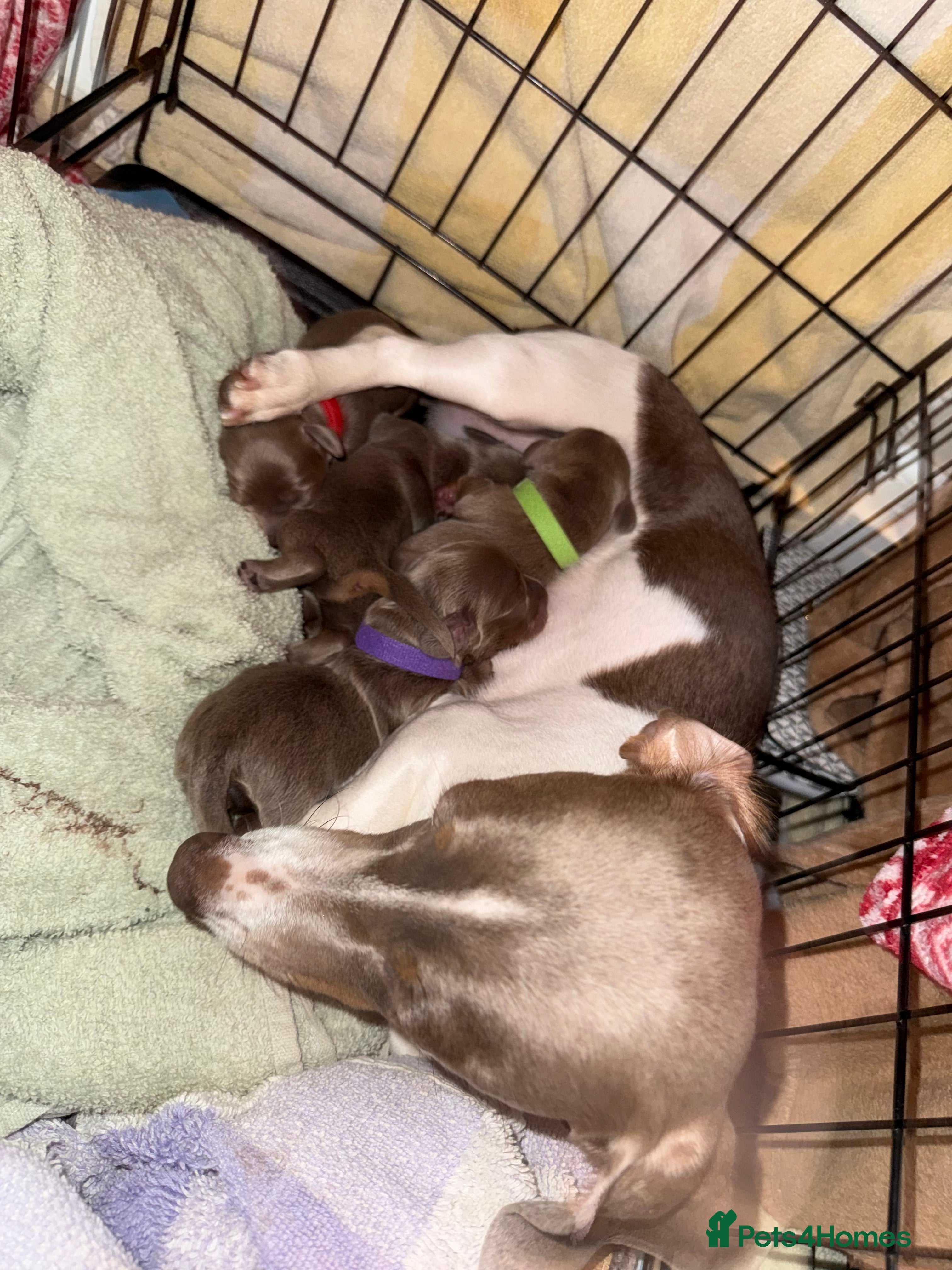 Miniature Dachshund dogs Miniature daschund - Advert 2