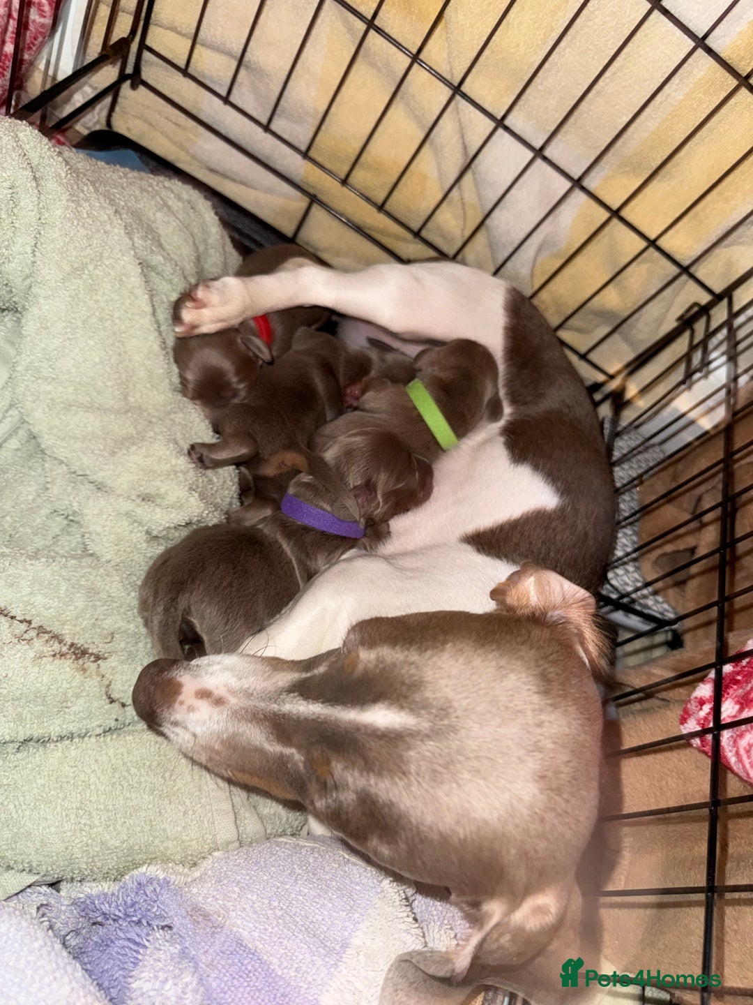 Miniature Dachshund dogs for sale: Miniature daschund - Advert 1