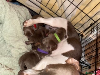 Miniature Dachshund dogs Miniature daschund - Advert 9