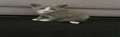 Domestic Shorthair 2