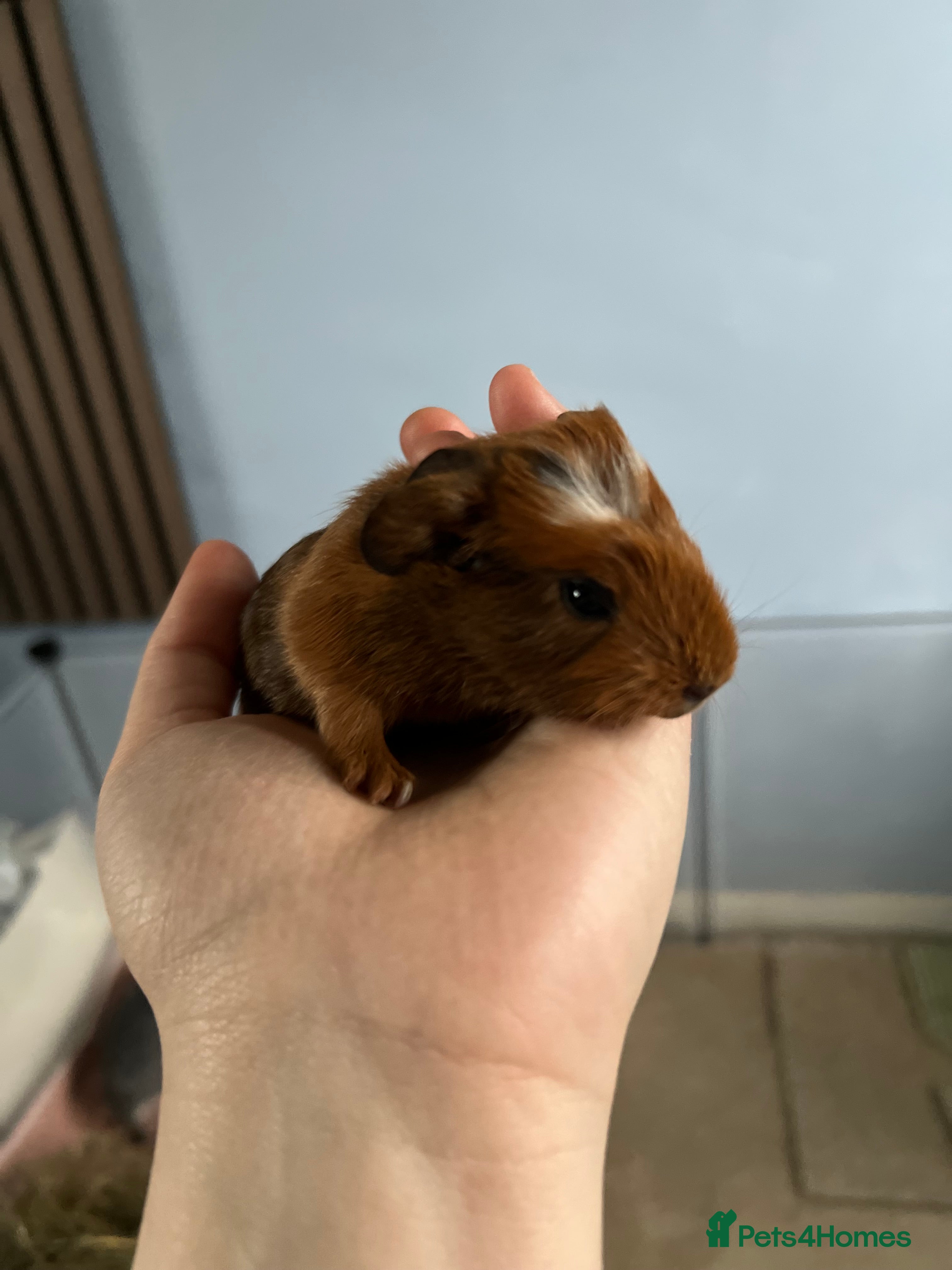 Guinea Pig rodents Female guinea pig - Advert 1
