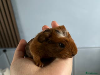 Guinea Pig rodents Female guinea pig - Advert 19