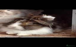 Lionhead rabbits for sale: Beautiful Female LionheadLop-URGENT - Advert 2