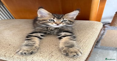 Maine Coon cats - Advert 15