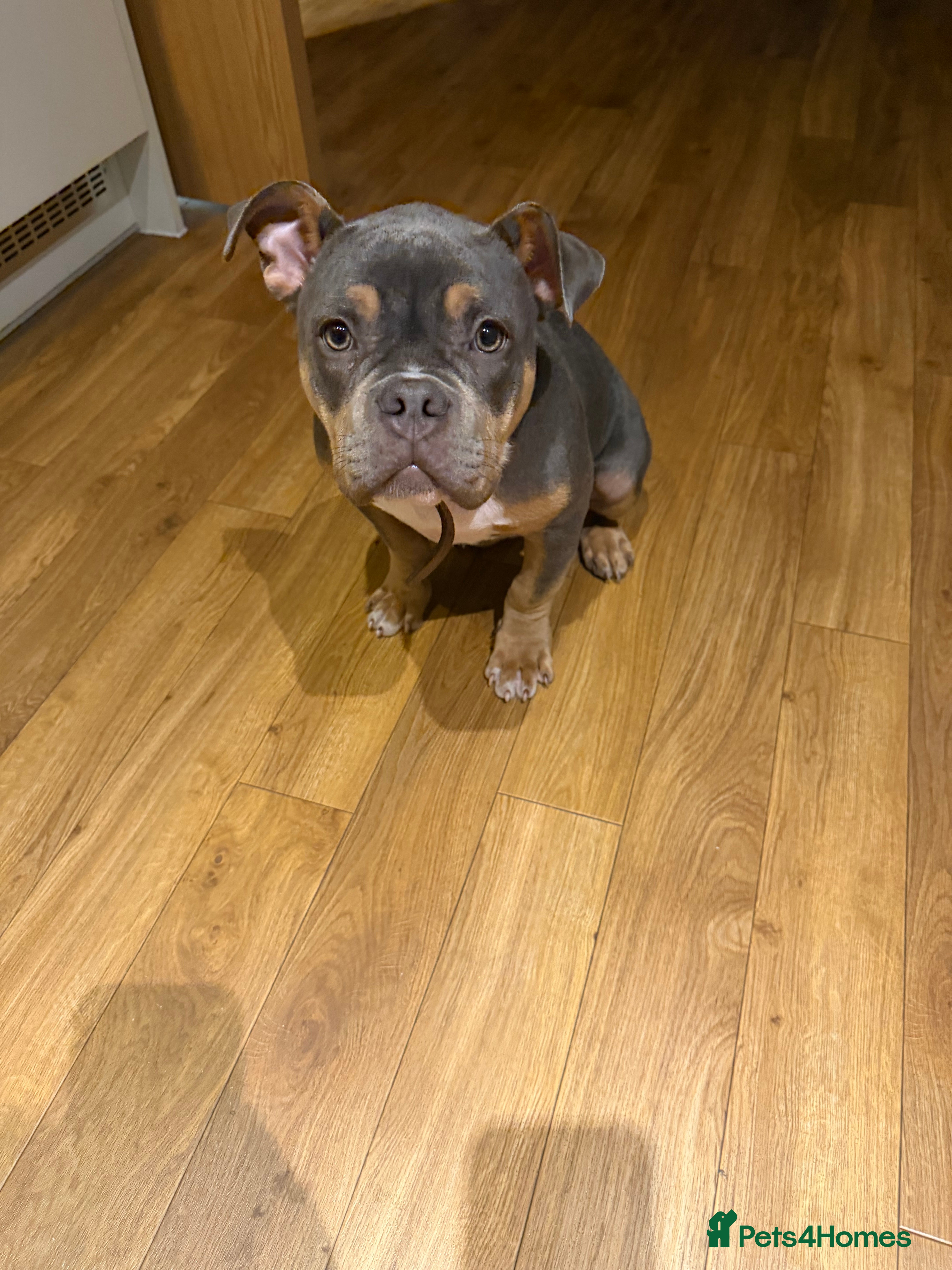 American Bully dogs Hatton The Micro Pocket Bully - Advert 2