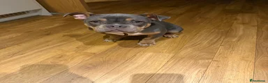 American Bully 1