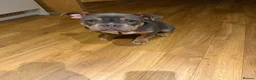 American Bully dogs for sale: Hatton The Micro Pocket Bully in Romford - Advert 2
