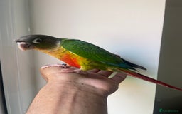 Conures birds for sale: 100% SILLY TAME HAND REARED DNA SEXED BABY CONURES - Image 4