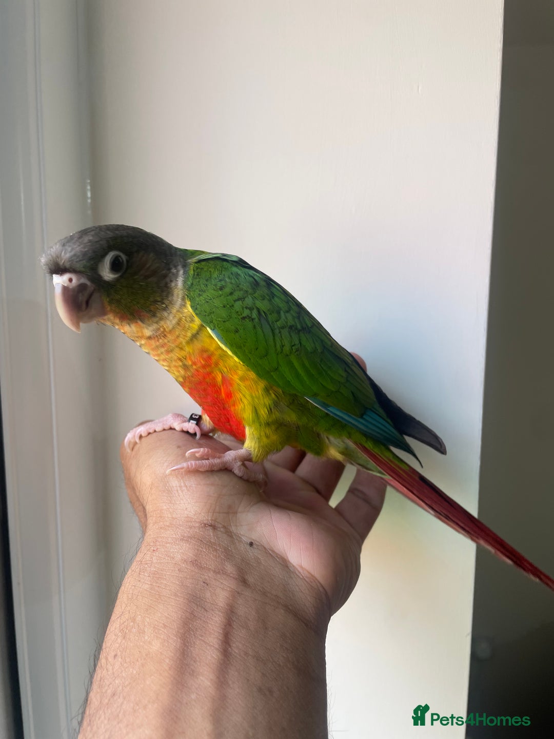 Conures birds for sale: 100% SILLY TAME HAND REARED DNA SEXED BABY CONURES - Image 4