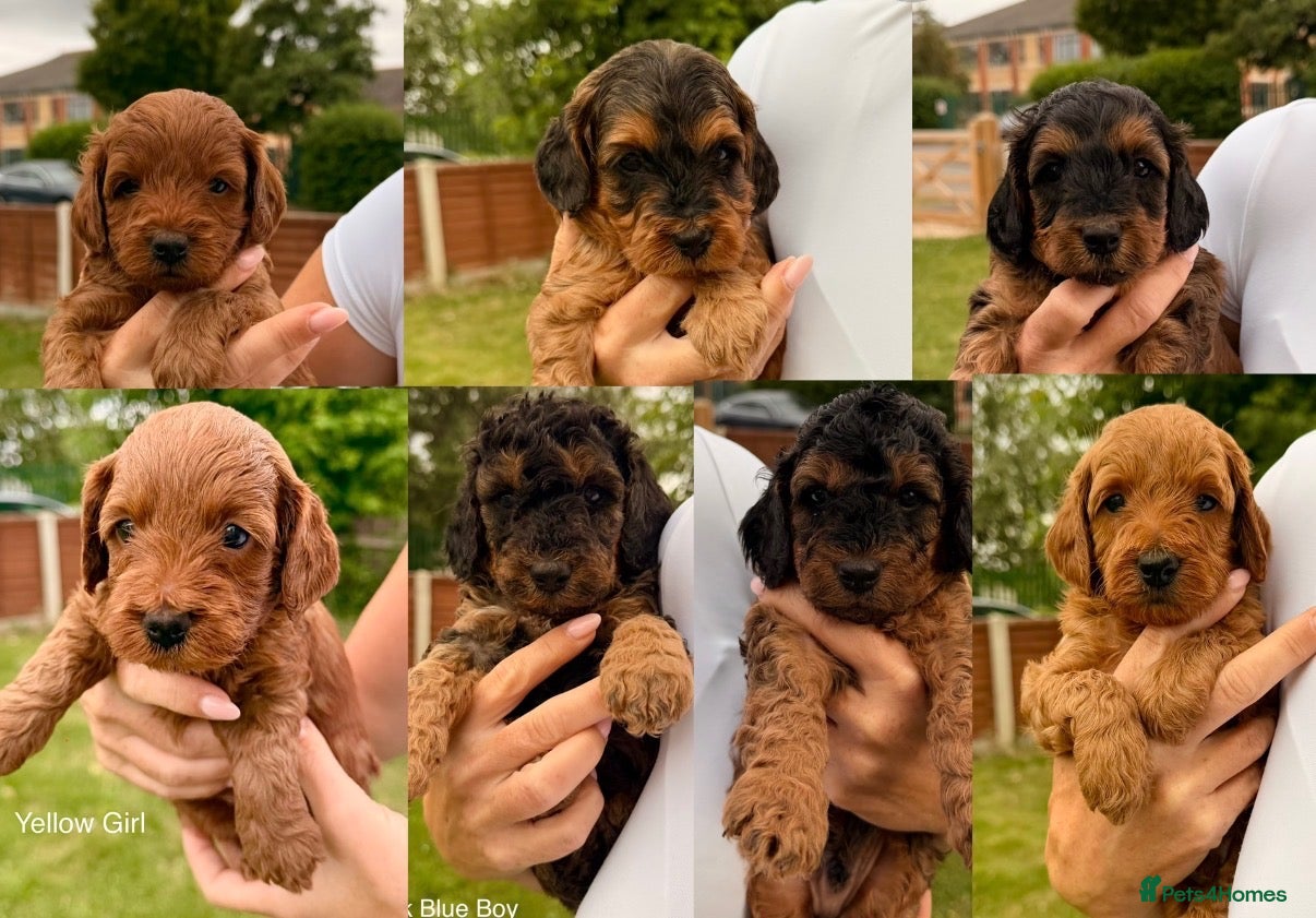 Cockapoo dogs Red & Sable F1B Cockapoos 🐶  - Advert 1
